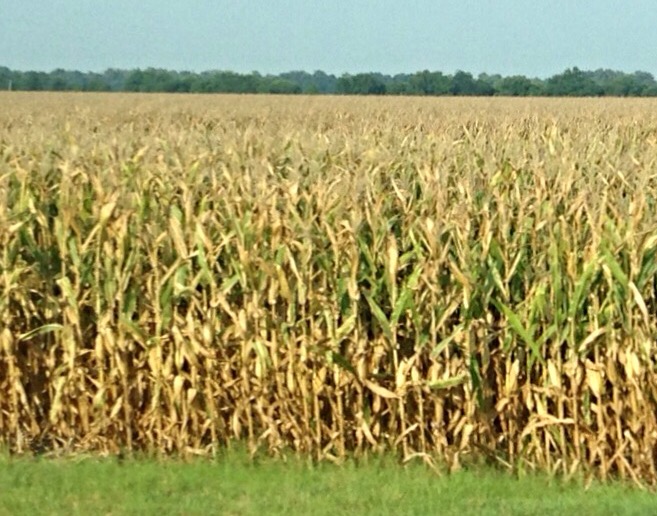 When Should I Start Corn Harvest?