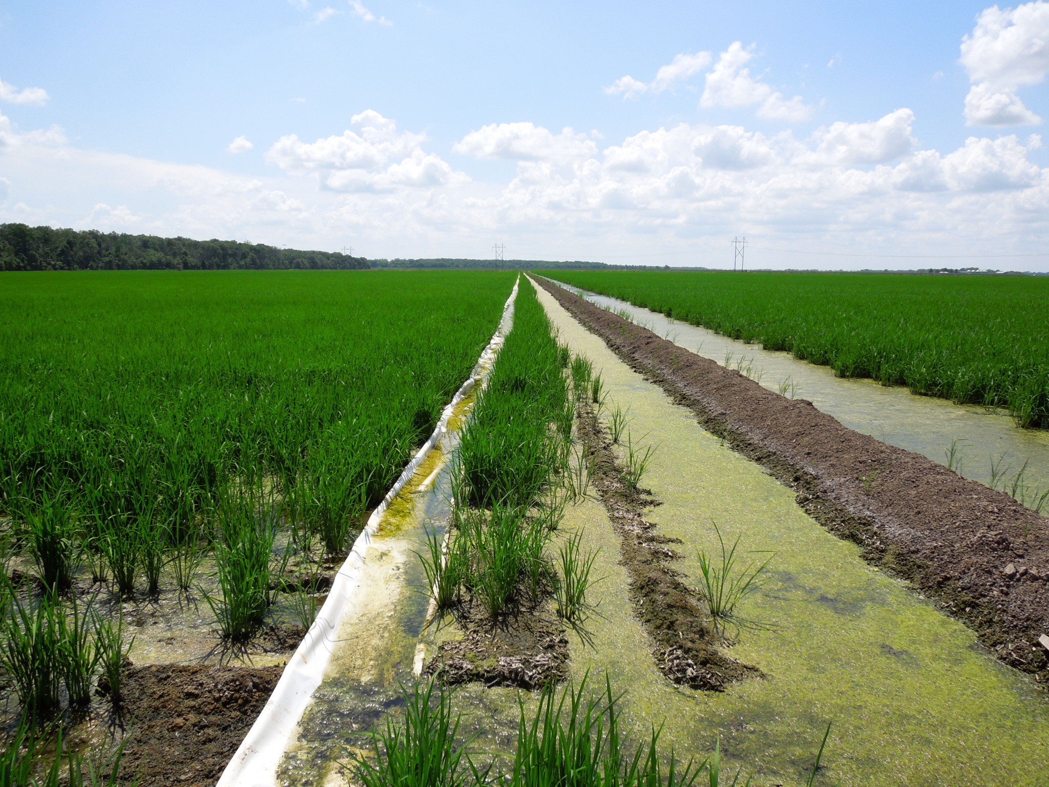 Understanding Furrow Irrigation Rice Yield Reduction | Mississippi Crop 