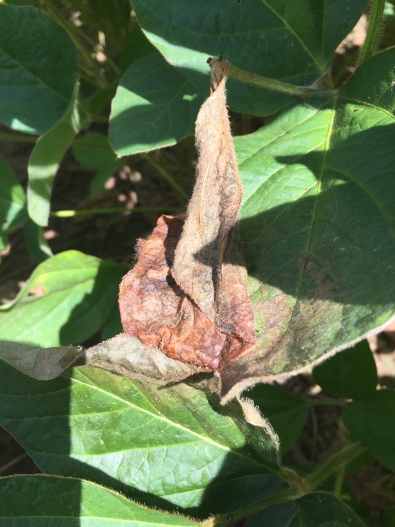 Foliar Soybean Disease Update: July 30, 2016 | Mississippi Crop Situation