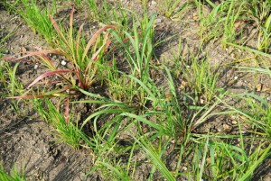 Barnyardgrass resistant to propanil and quinclorac.