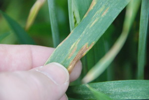 Septoria leaf blotch. Note the elongated lesions with small, pepper grains contained within the leaf tissue.