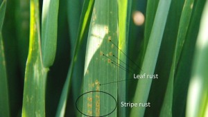 Leaf and stripe rust comparison. Note the different pustule coloration as well as the size of the pustules present.