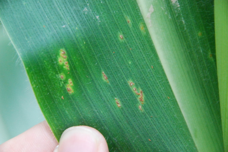 Corn Disease Update: June 19, 2015 | Mississippi Crop Situation