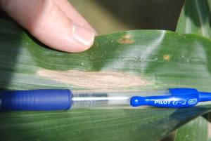 NCLB.  Keep in mind lesions are typically 1" to 3" in length.