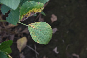 Septoria brown spot as appearing in the lower canopy of most soybean fields during the 2015 season.