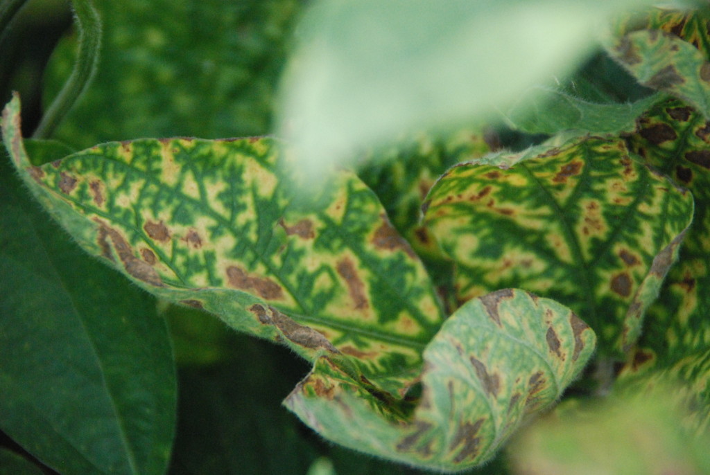 Interveinal chlorosis associated with SDS.