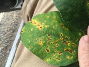 Target spot of soybean can produce symptoms with subtle concentric rings as well as yellow margins around the lesions.