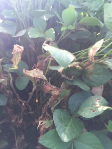 Severe aerial web blight can defoliate the lower canopy and remove flowers as well as young pods from infected plants prior to R5.7.