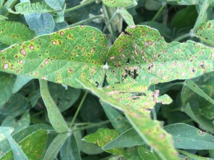 Frogeye leaf spot on a susceptible soybean variety.