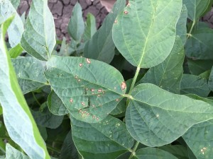 Frogeye leaf spot in a susceptible soybean variety at the R3 growth stage.