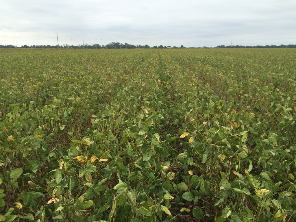 Soybean green leaves | Mississippi Crop Situation