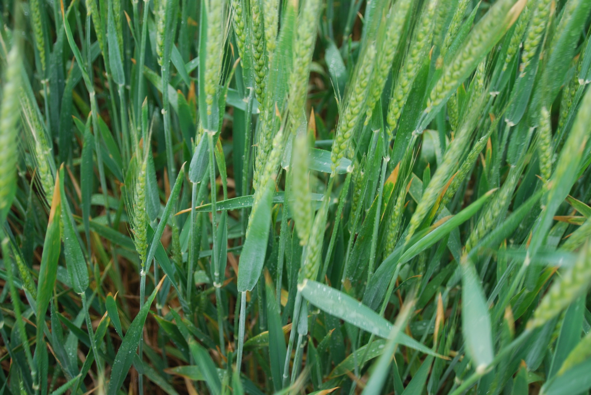 Wheat leaf rust фото 98