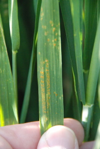 Wheat stripe rust as observed on the flag leaf. Stripe rust on tillering wheat may not develop the more characteristic "striping".
