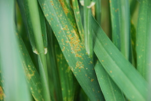 Leaf rust is generally more "orange" than stripe rust and is randomly placed on the leaf surface with no defined pattern.