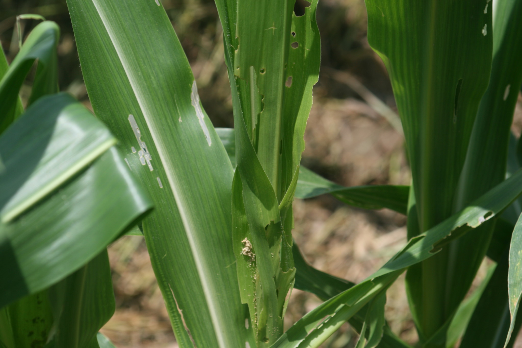 Caterpillars Infesting Field Corn | Mississippi Crop Situation