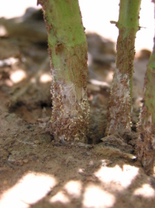 Southern blight of soybean exhibiting the sclerotia as well as thick, white fungal mycelium.