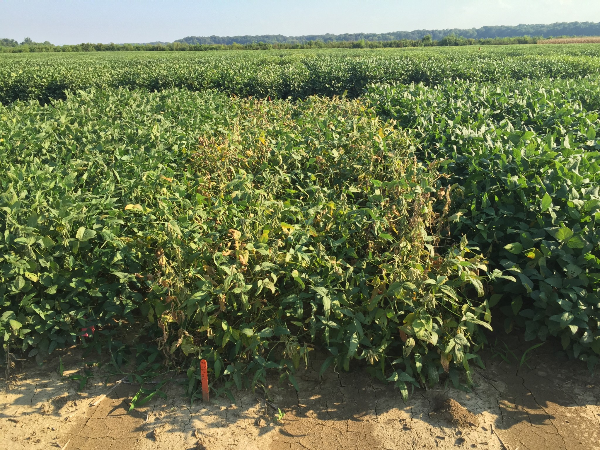 North Mississippi Row Crops Field Day: August 11, 2016, Verona, MS ...