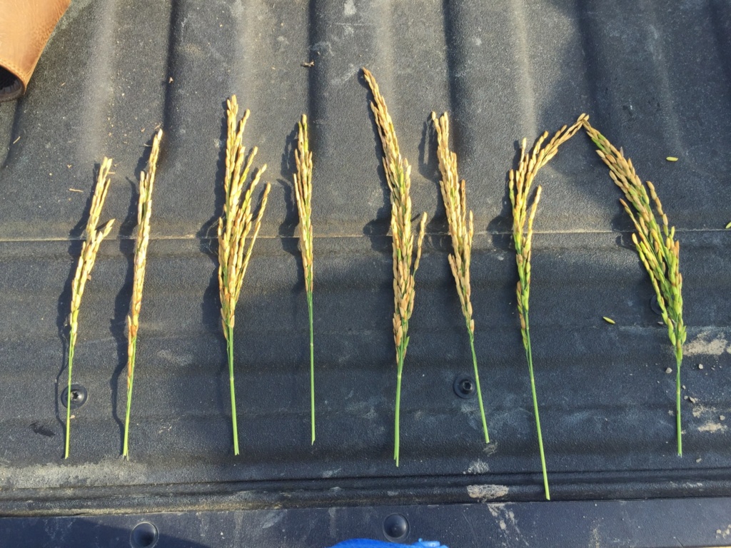 bacterial-panicle-blight-of-rice-observed-in-multiple-delta-fields