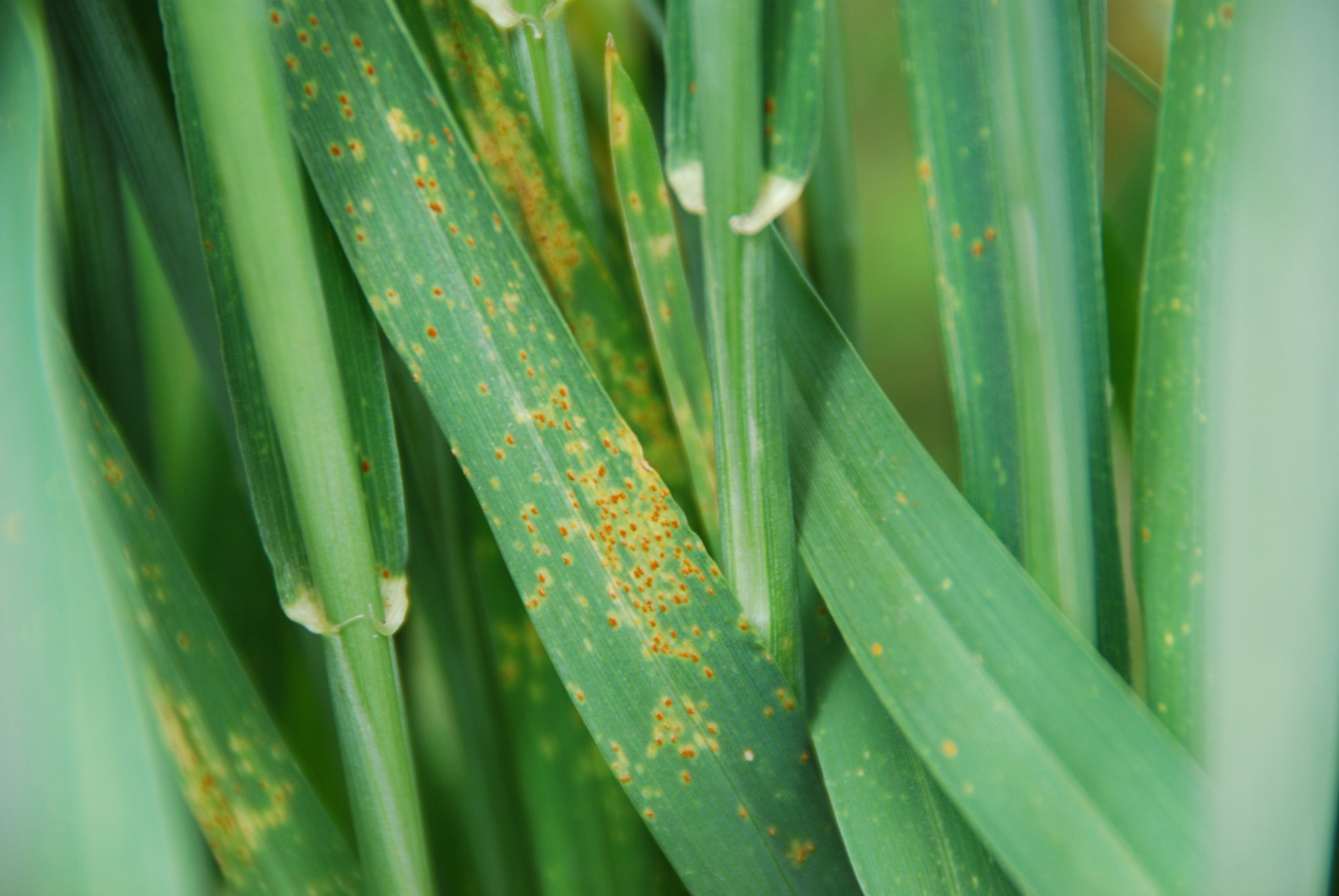 Treatment of rust in plants фото 23