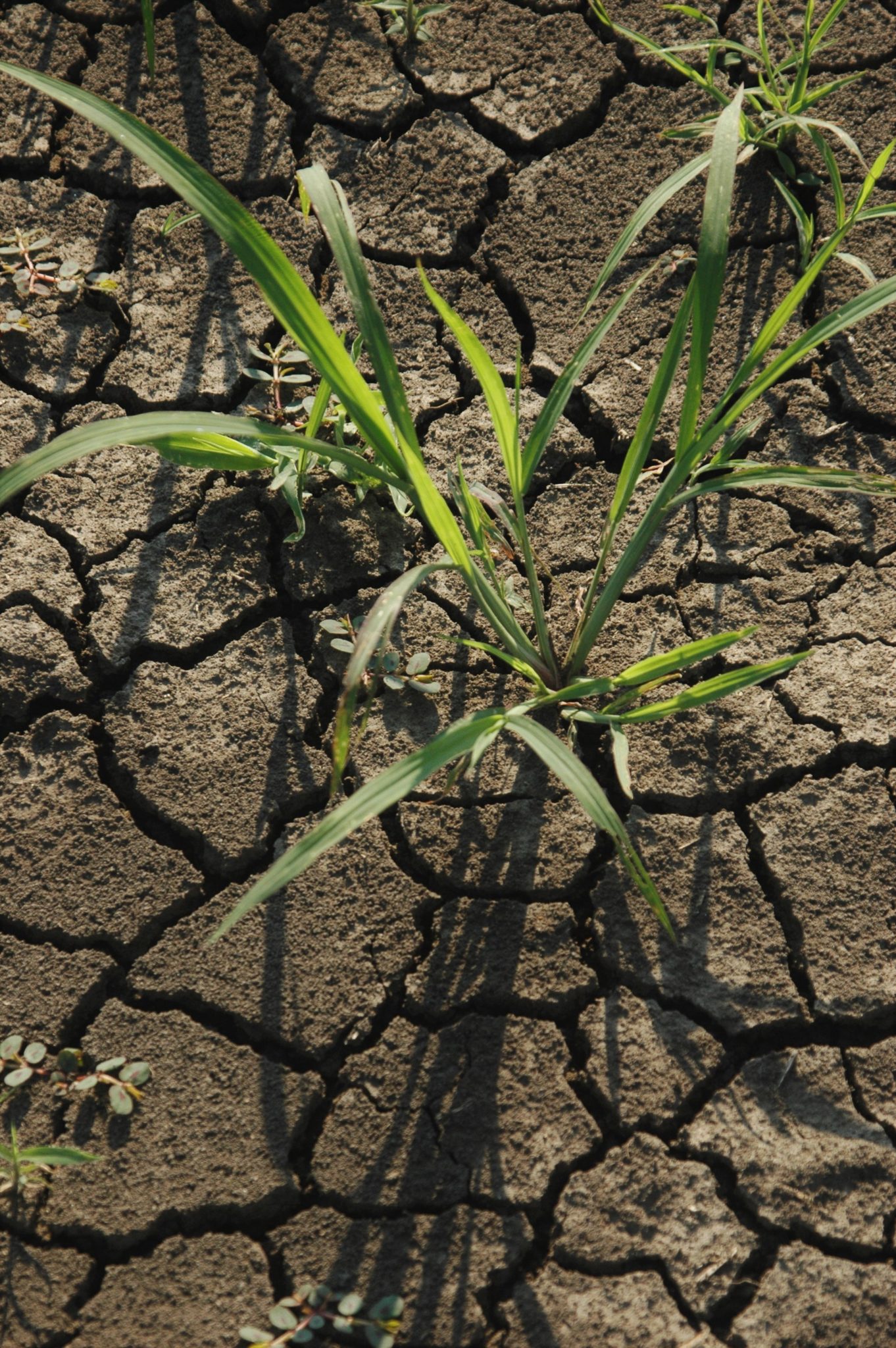 Barnyardgrass Control in Mississippi Delta Crops | Mississippi Crop ...