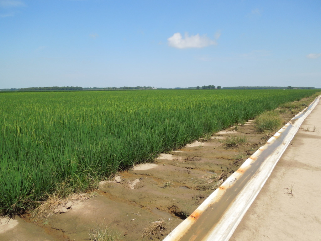 2018 Row Rice Trials Update | Mississippi Crop Situation