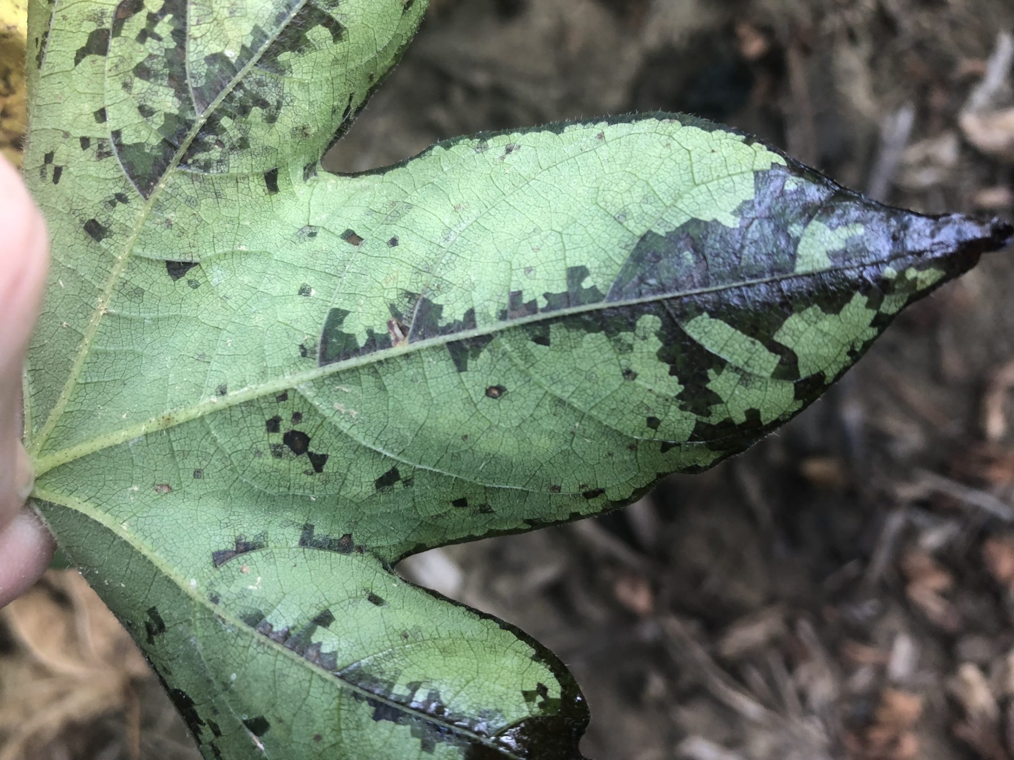 bacterial blight in cotton