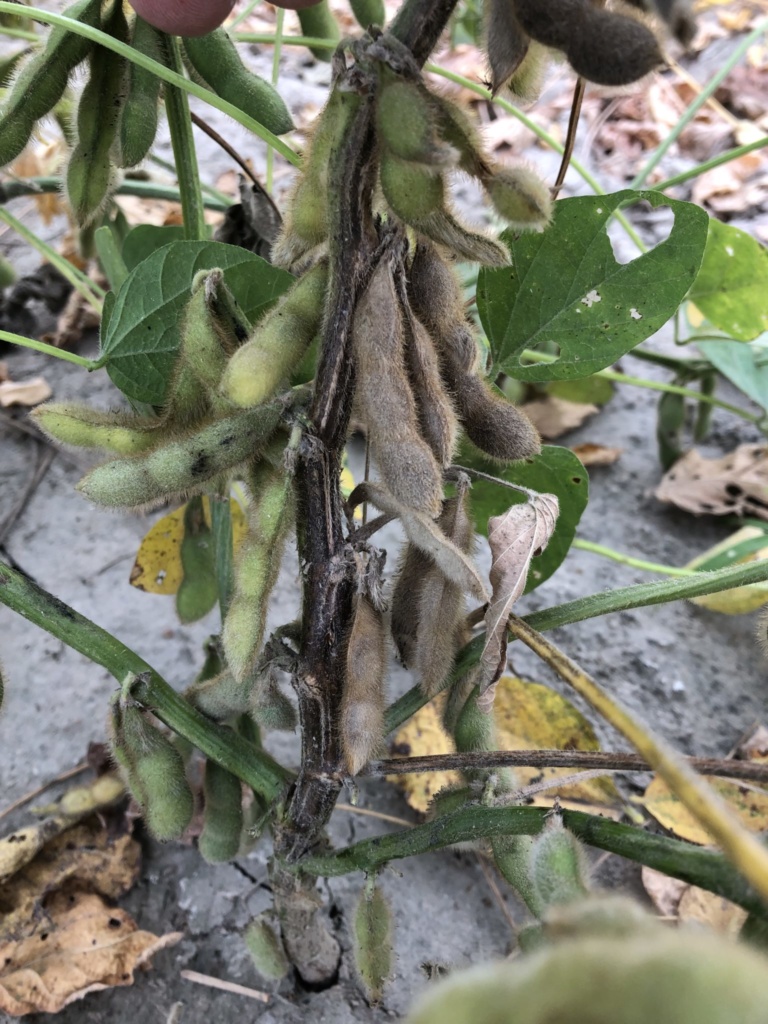 2019 Soybean Stem Canker Inoculated Variety Trial Evaluations ...