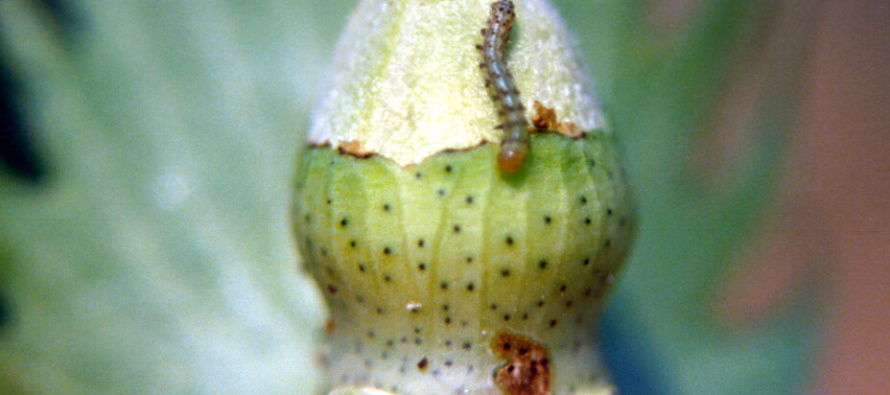Terminating Insecticides Applications in Cotton