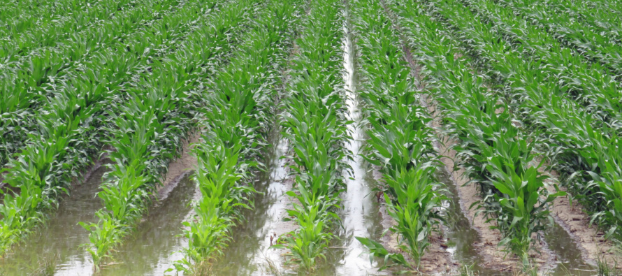 When should we Start Irrigating Corn to Enhance Yield Potential?