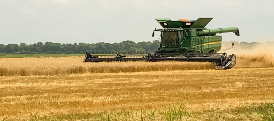 2024 Preliminary Rice Variety Trial Results