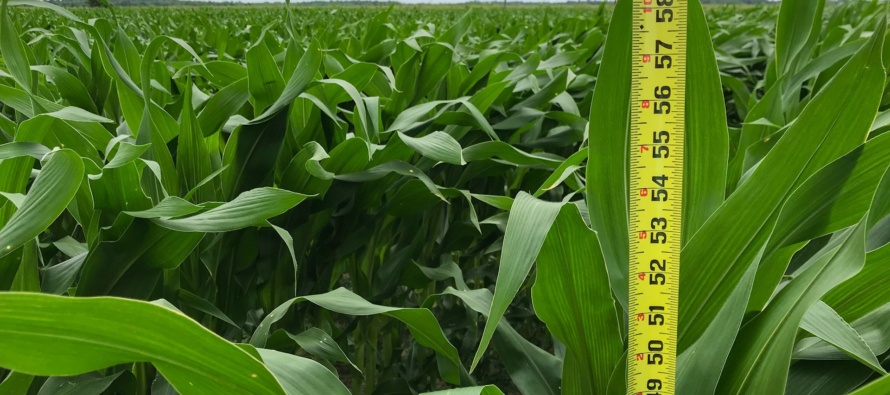 How to Determine Corn Vegetative Growth Stages