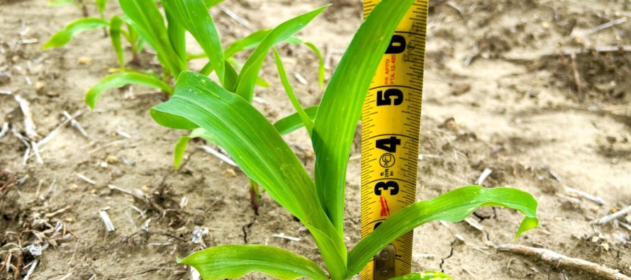 Video – How to Identify Corn Vegetative Growth Stages