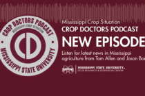 MSU Extension with Angus Catchot and Trent Irby (Podcast)