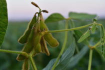 Soybean Irrigation Termination