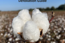 2024 Mid-South Cotton Defoliation Guide