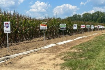 2024 Yield Results from the MSU Corn Hybrid Demonstration Program