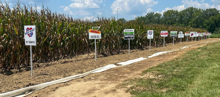 2024 Yield Results from the MSU Corn Hybrid Demonstration Program