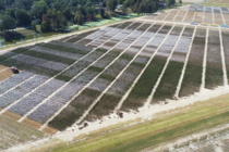 Significance of Planting Date for Tarnished Plant Bug Management in Cotton